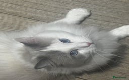 Ragdoll cats for sale: Beautiful Ragdoll cat looking for a warm home - Image 2