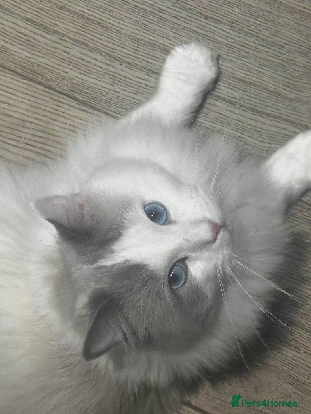 Ragdoll cats for sale: Beautiful Ragdoll cat looking for a warm home - Image 2