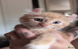 Mixed Breed cats for sale: Beautiful mixed breed kittens ragdoll x sphinx elf - Image 7
