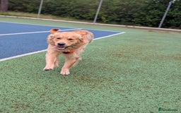 Golden Retriever dogs for stud: Fully Health & Sperm Tested KC Golden Retriever in Saltcoats - Image 3