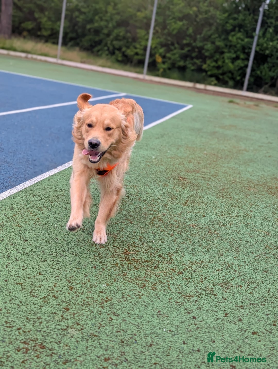 Golden Retriever dogs for stud: Fully Health & Sperm Tested KC Golden Retriever in Saltcoats - Image 3
