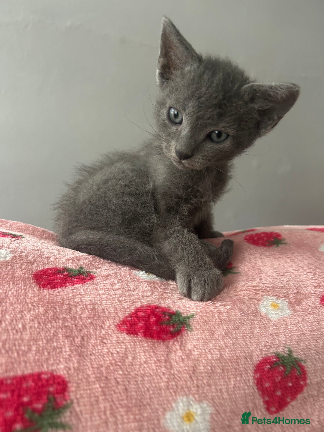Mixed Breed cats for sale: 4 Siamese Cross kittens for sale - Image 5