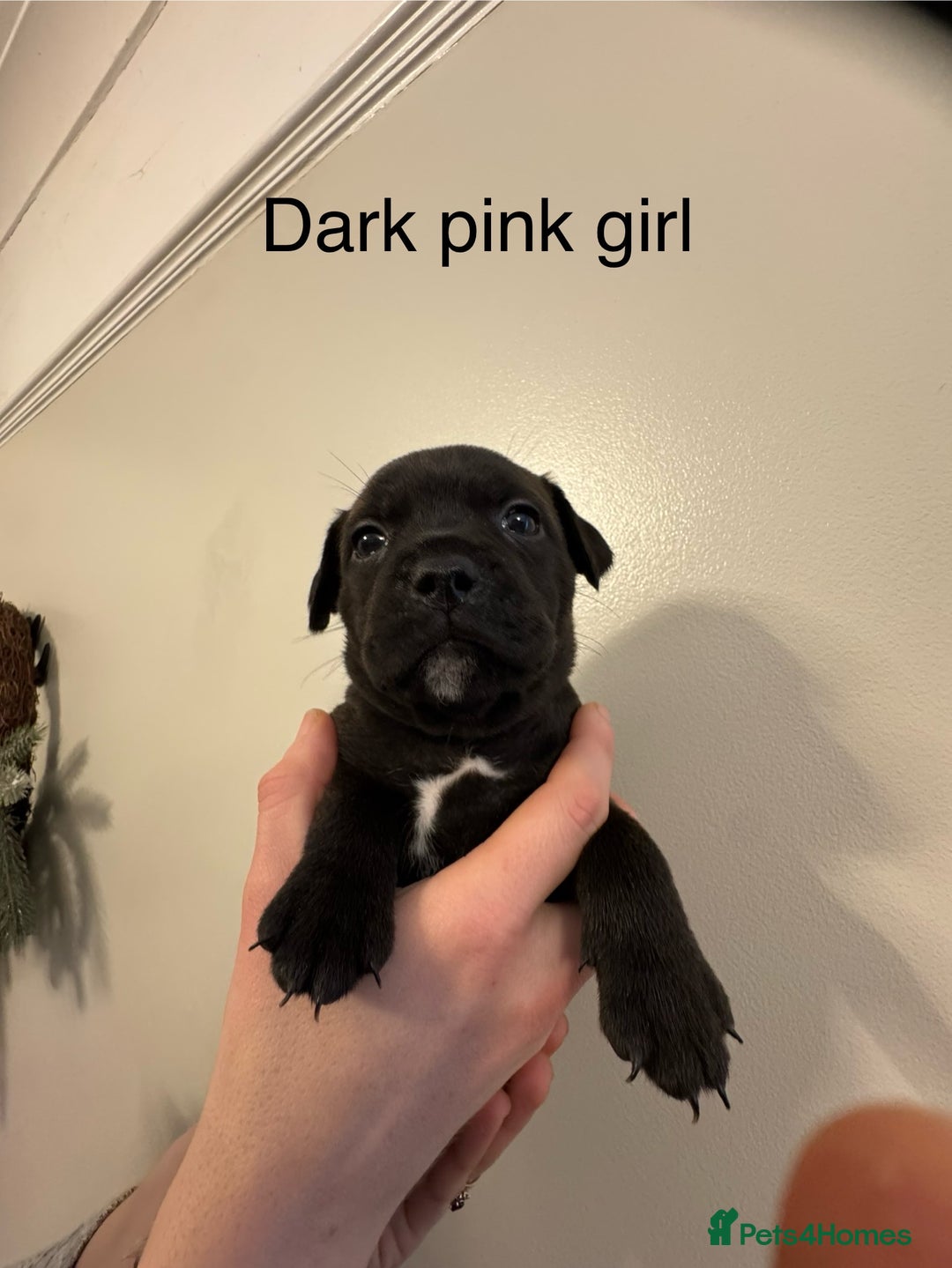 Staffordshire Bull Terrier dogs for sale: KC Staffordshire bull terrier puppies  - Advert 29