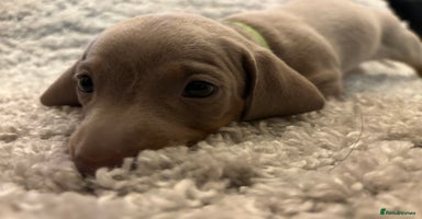 Miniature Dachshund dogs - Advert 2