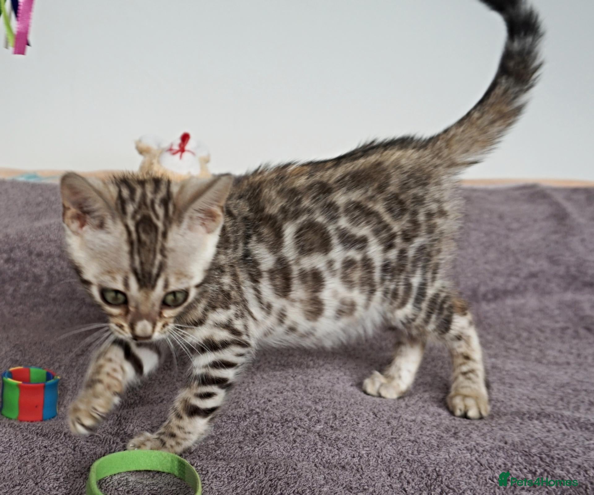 Bengal cats Gorgeous Brown Rosette Bengal Kitten - Advert 10