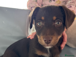 Jack Russell dogs Stunning Jack Russell Girl - Advert 3