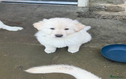German Shepherd dogs for sale: Very special, super WHITE, LONG HAIRED GSD pups  - Image 3