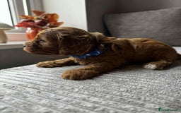 Cavapoo dogs for sale: Beautiful litter of 5(BOYS)🌟 - Image 2