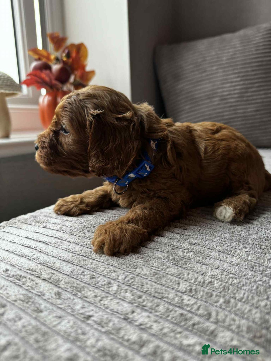 Cavapoo dogs for sale: Beautiful litter of 5(BOYS)🌟 - Image 2