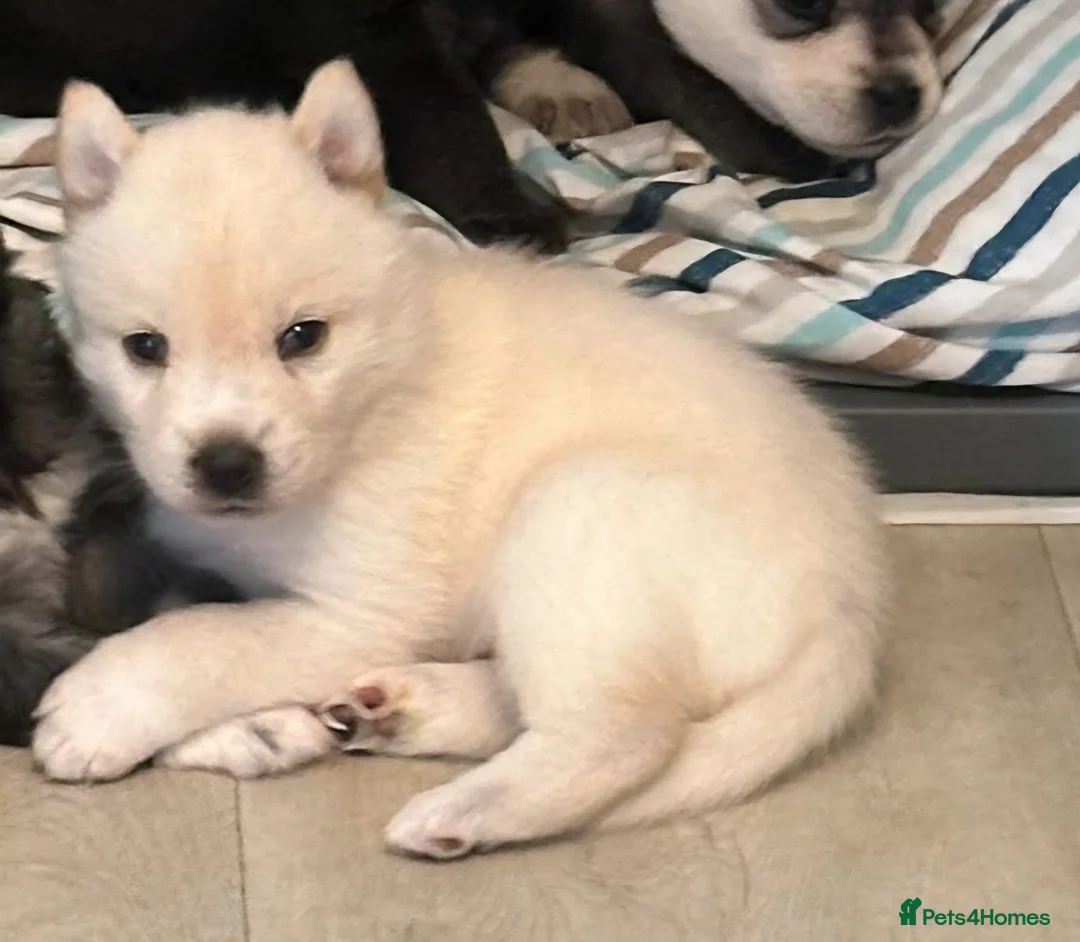Mixed Breed dogs for sale: adorable male Chowski pup for sale - Advert 36