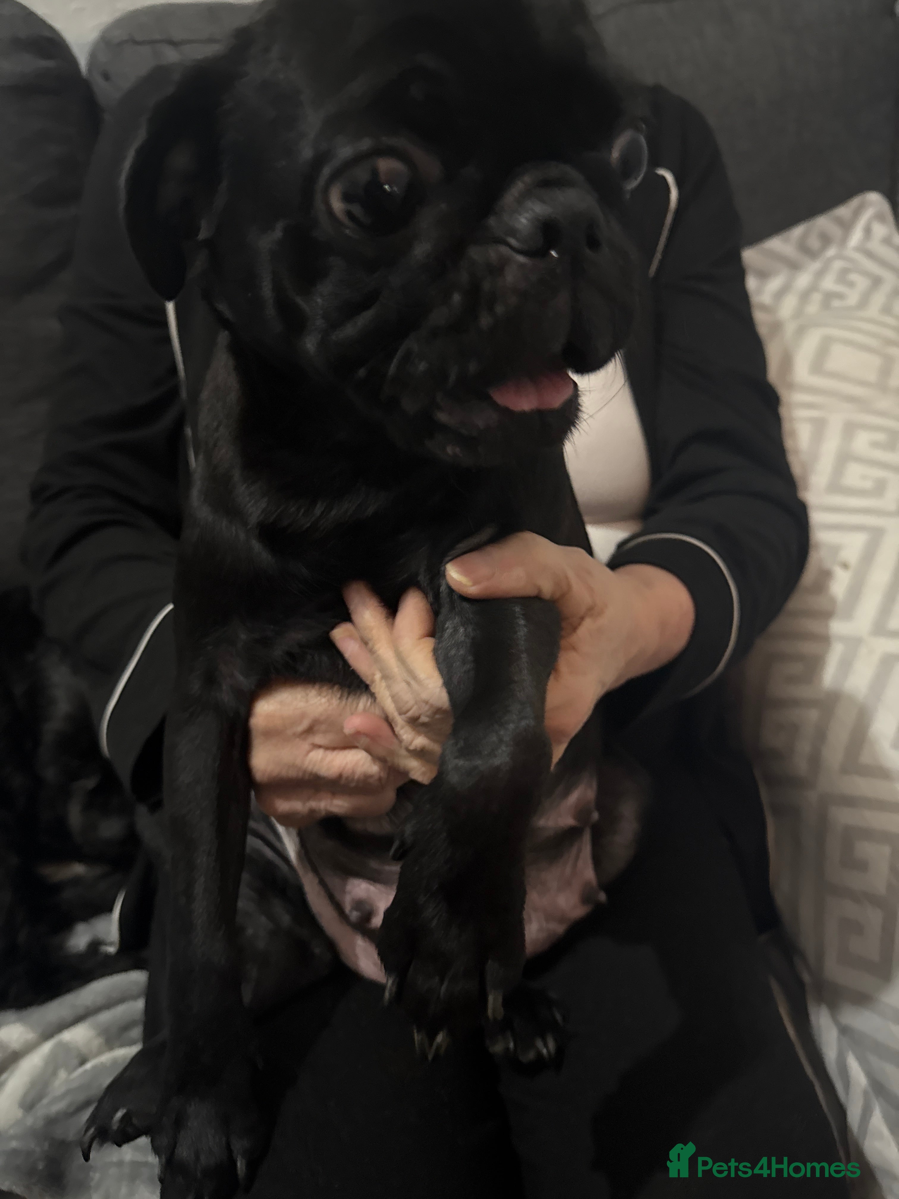 Mixed Breed dogs Pug cross shihtzu puppies for sale  - Advert 6