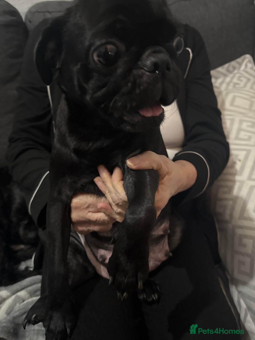 Mixed Breed dogs for sale: Pug cross shihtzu puppies for sale  - Advert 2