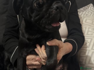 Mixed Breed dogs Pug cross shihtzu puppies for sale - Advert 2