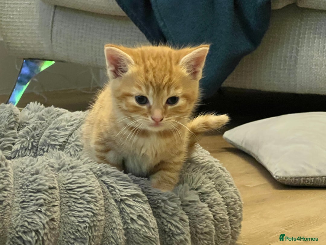 Mixed Breed cats for sale: Litter of 5 kittens - Advert 3