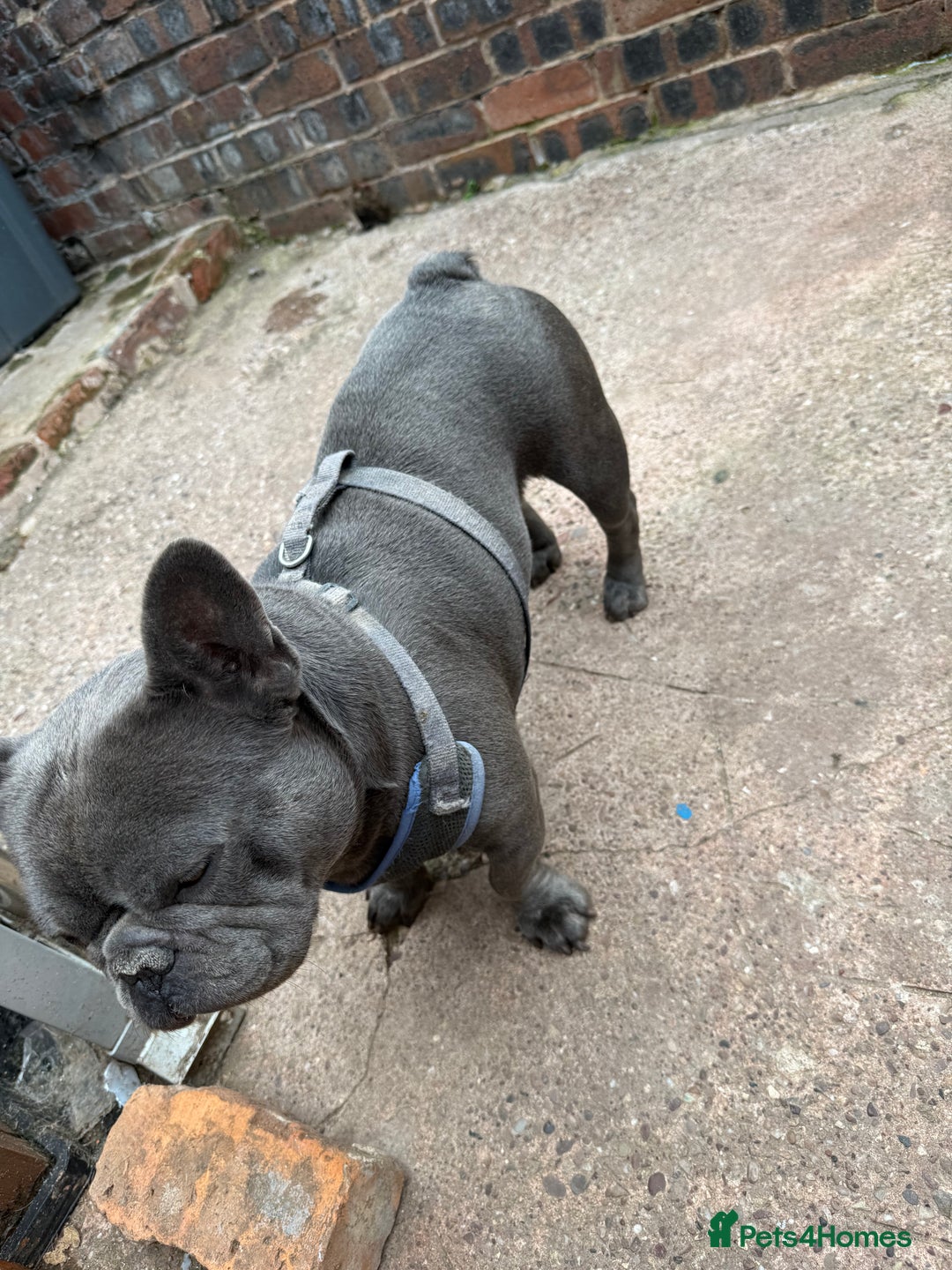 French Bulldog dogs for sale: French BullDog - Image 3