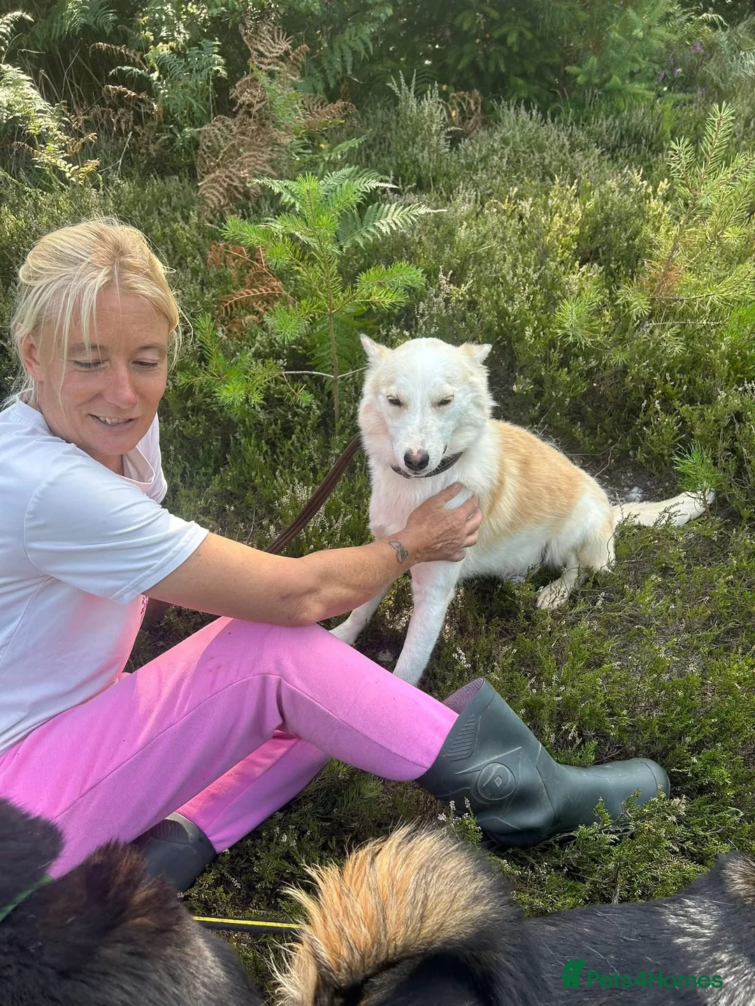 Mixed Breed dogs for adoption: Song - Norwich Norfolk  - Advert 16