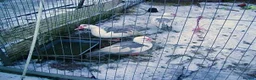 Ducks poultry for sale: Purebred Muscovy females - Advert 3