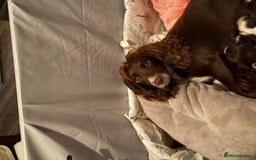 Mixed Breed dogs for sale: Brittany x working cocker spaniel  - Advert 9