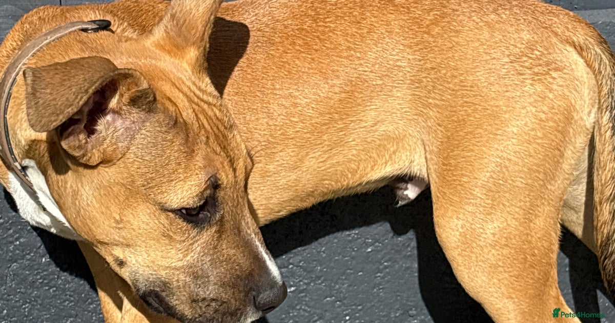 Adoption - Hugo for sale in Rochester | Pets4Homes