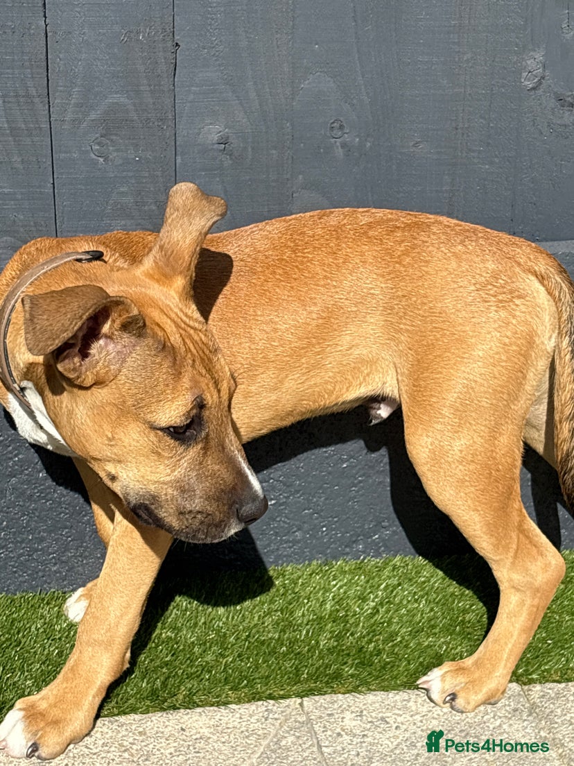 Adoption - Hugo for sale in Rochester | Pets4Homes