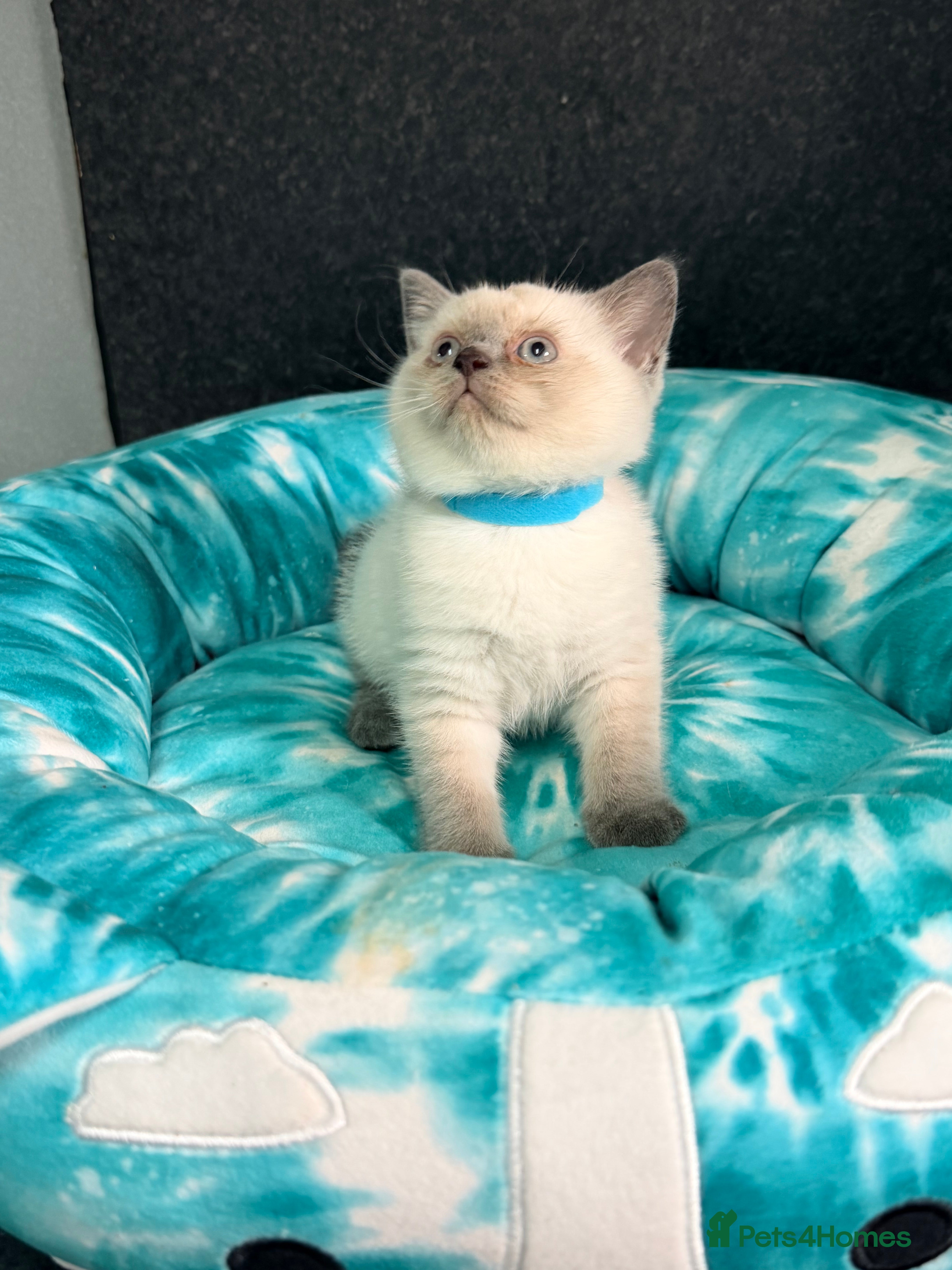 British Shorthair cats LAST BOY BSH Kittens READY NOW - Advert 1