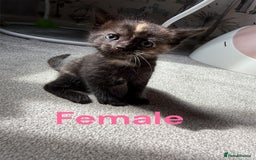 RagaMuffin cats for sale: Ragamuffin kittens  - Image 5