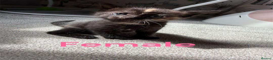 RagaMuffin Kitten 4