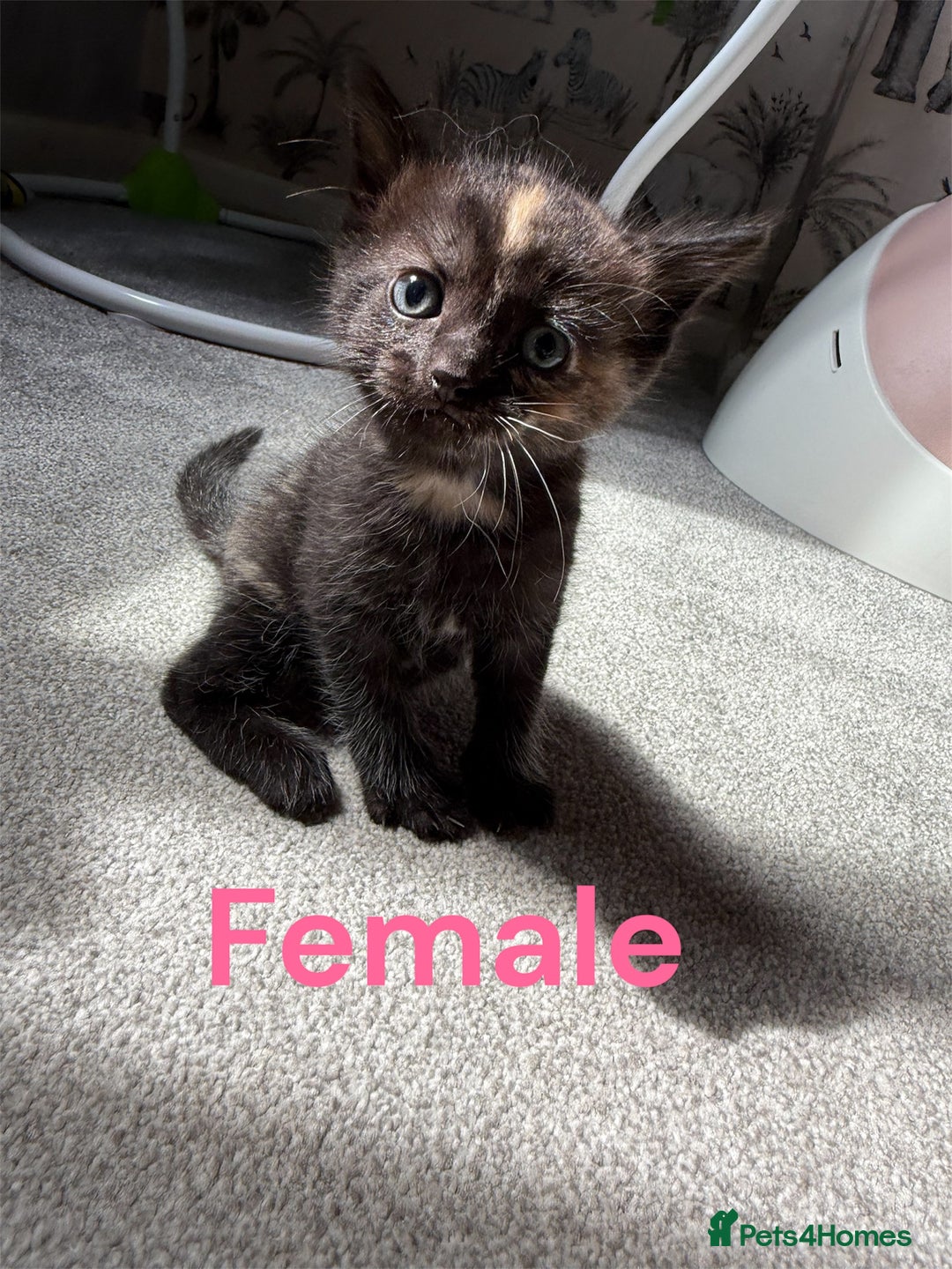 RagaMuffin cats for sale: Ragamuffin kittens  - Image 5