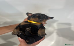 Dobermann dogs for sale: 🏆Supreme Dobermanns - Where Excellence Begins 🏆 - Image 18