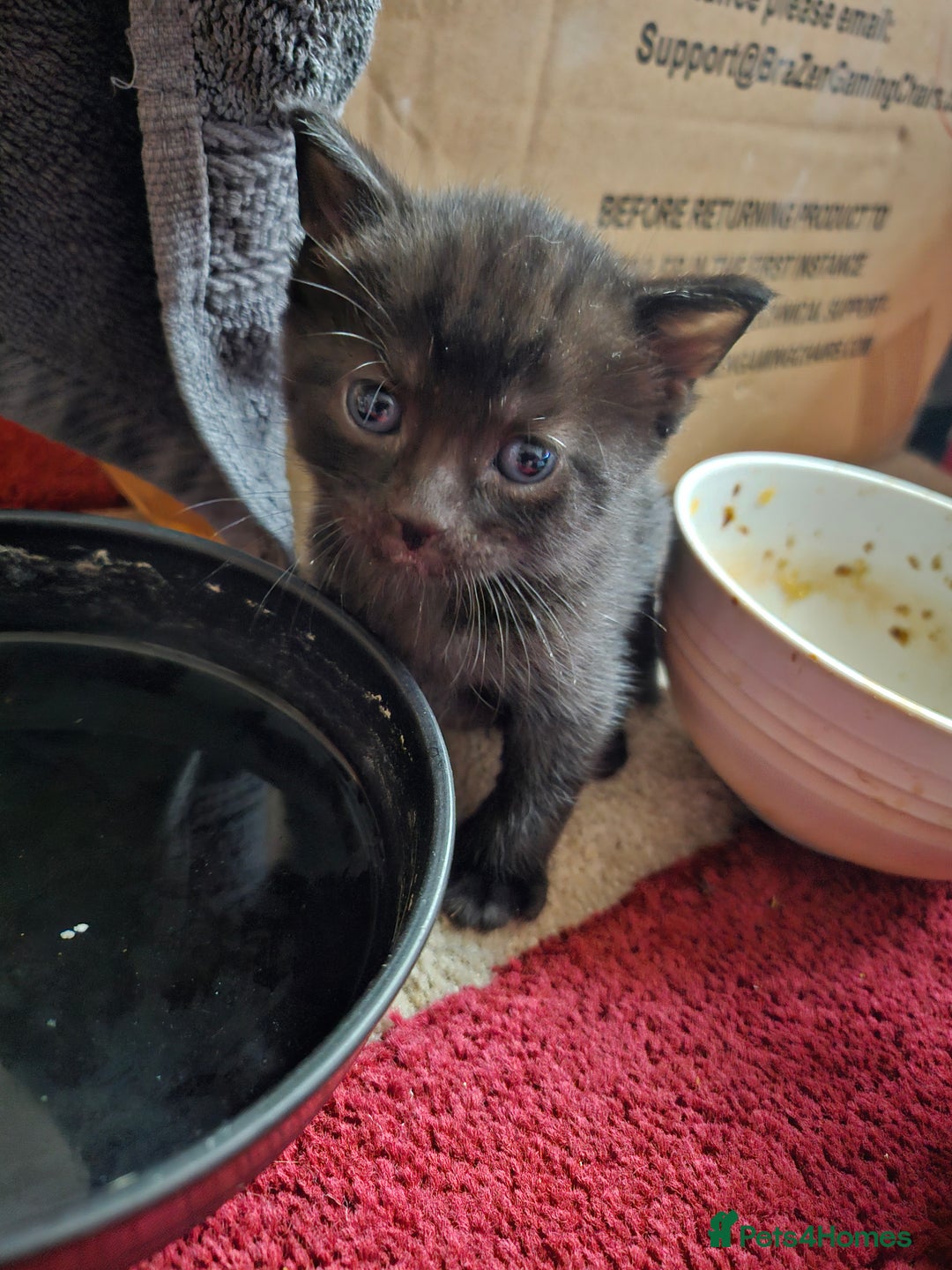 Mixed Breed cats for sale: Black/grey kittens  - Advert 2