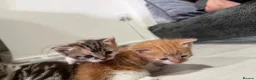 Mixed Breed cats for sale: BEAUTIFUL TORTISHELL KITTEN AND MORE - Advert 13