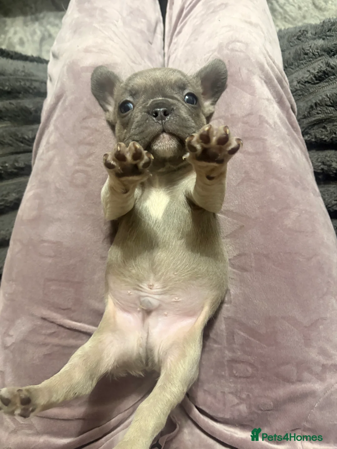 French Bulldog dogs for sale: 🏆 FRENCH BULLDOG 🏆 - Advert 28