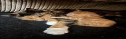 Mixed Breed cats for sale: Two gorgeous kittens for sale - Advert 2