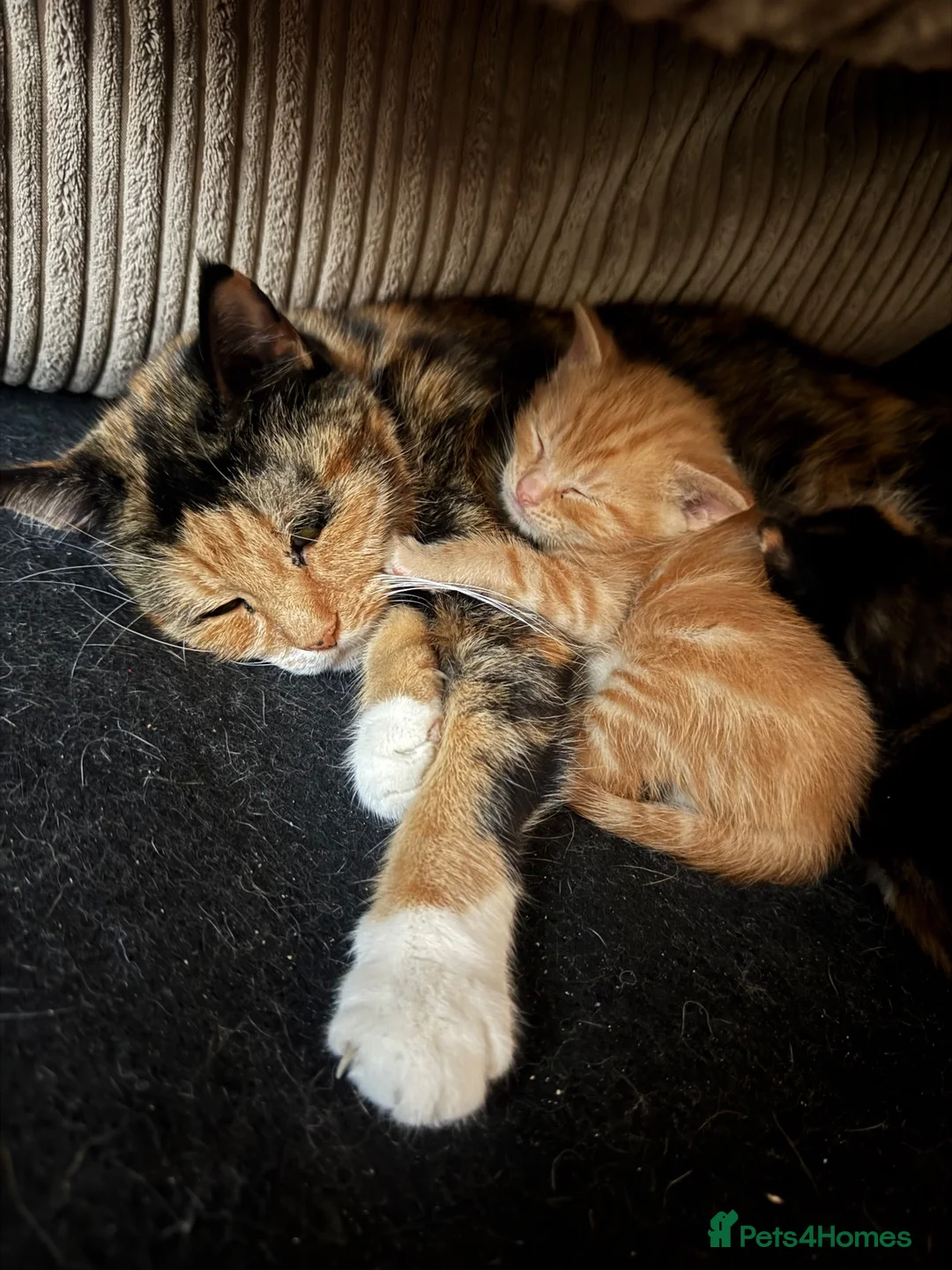 Mixed Breed cats for sale: Two gorgeous kittens for sale - Advert 2