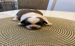Zuchon dogs for sale: Female  - Image 6