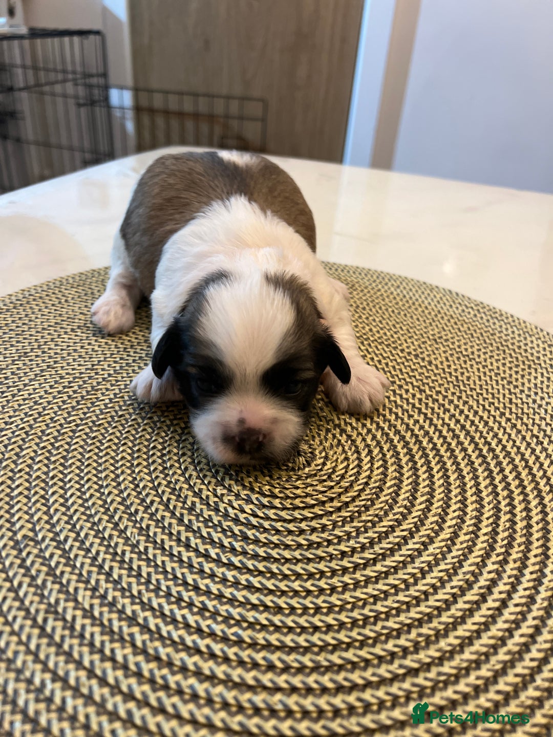 Zuchon dogs for sale: Female  - Image 6