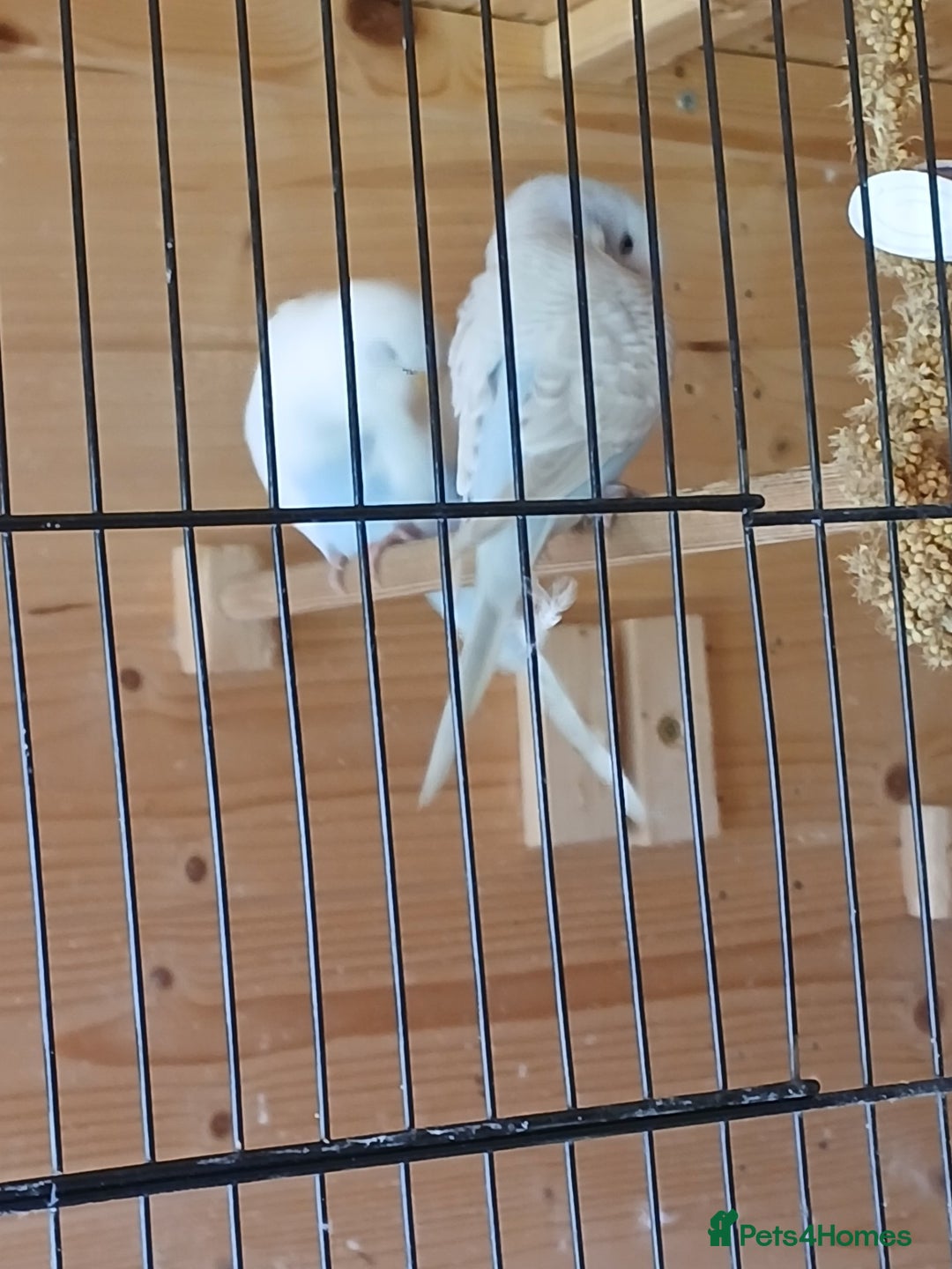 Budgerigars birds for sale: Beautiful baby budgies ready for rehoming - Image 12