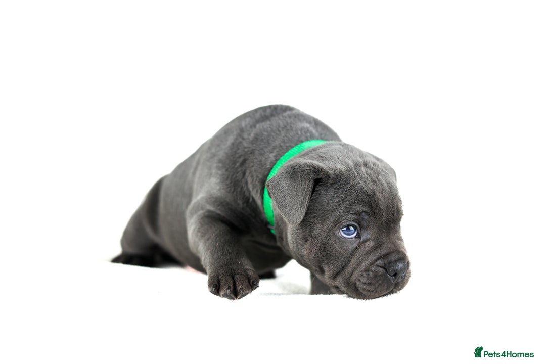 Staffordshire Bull Terrier dogs for sale: 💙KC Staffordshire Bull Terrier puppies 💙 - Advert 30