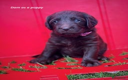 Mixed Breed dogs for sale: Multi-gen Medium Labradoodle puppies - Image 17