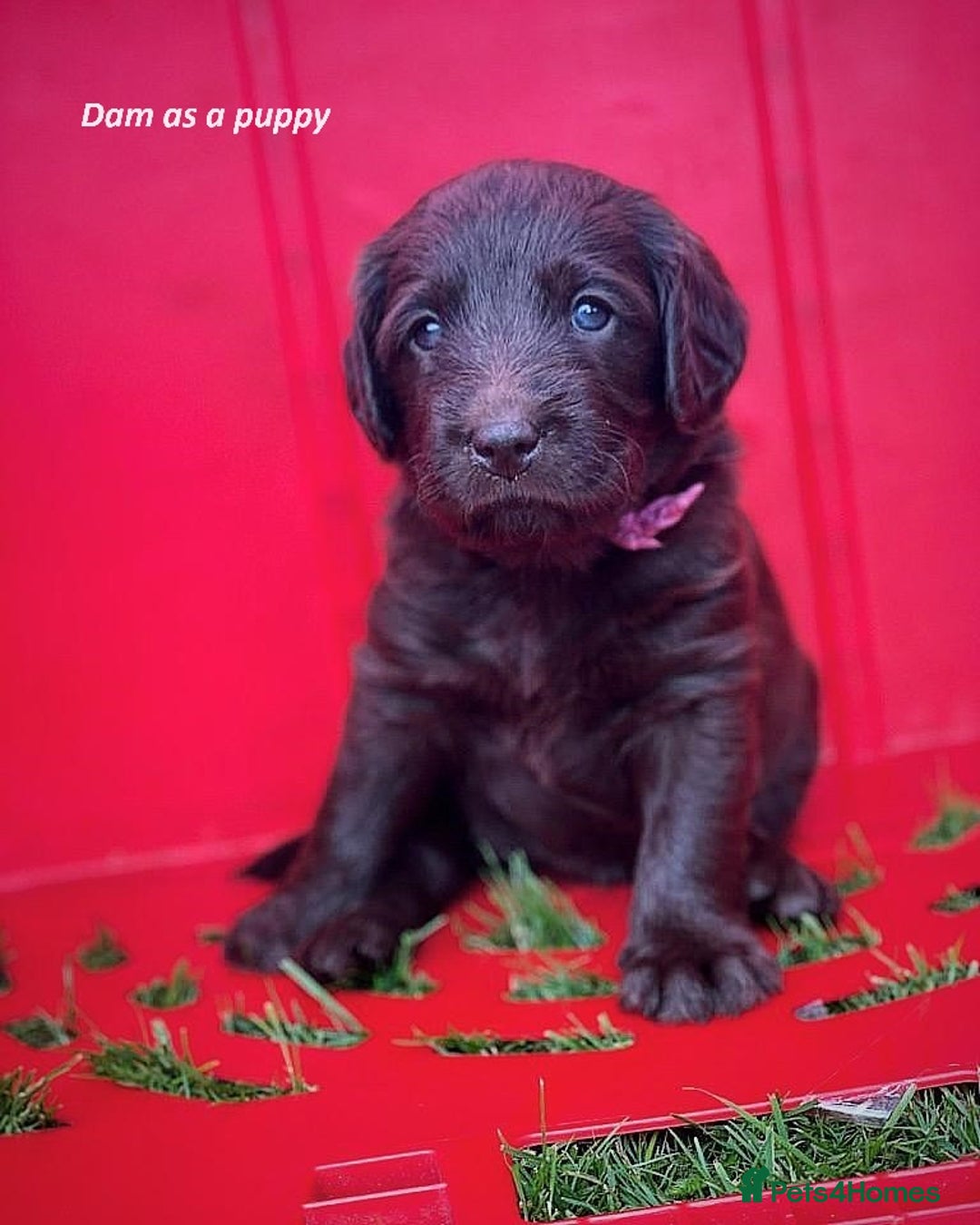 Mixed Breed dogs for sale: Multi-gen Medium Labradoodle puppies - Image 17