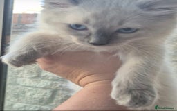 Ragdoll cats for sale: 6 Purebred Blue Point Ragdoll Kittens - Image 4