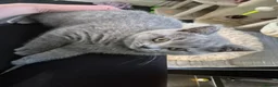 British Shorthair cats for sale: Lovely GCCF British Shorthair Kittens  - Advert 7