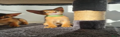 Abyssinian Kitten 3