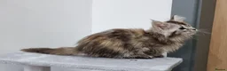 Maine Coon cats for sale: Maine Coon GCCF pedigree registered kittens - Advert 16