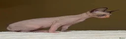 Sphynx cats for sale: Canadian Sphynx Kittens  - Advert 30