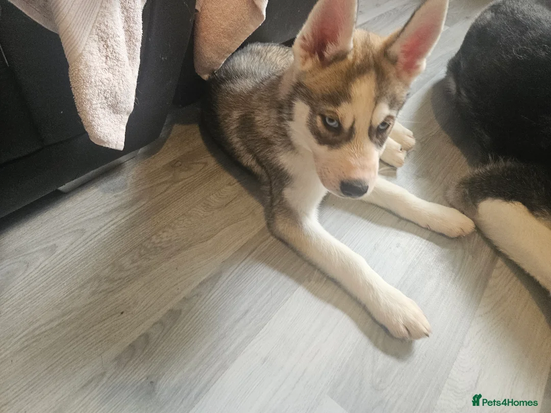 Siberian Husky dogs for sale: Siberian husky pups male - Advert 2