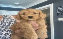 Cavapoo dogs for sale: Cavapoo puppy’s  - Image 8