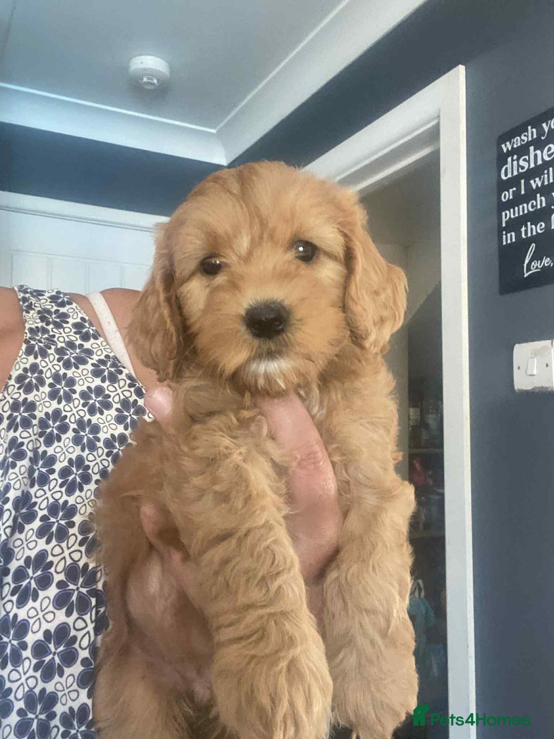 Cavapoo dogs for sale: Cavapoo puppy’s  - Image 8