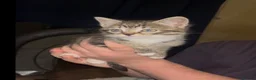 Mixed Breed cats for sale: 4 tabby kittens  in Gravesend - Advert 3