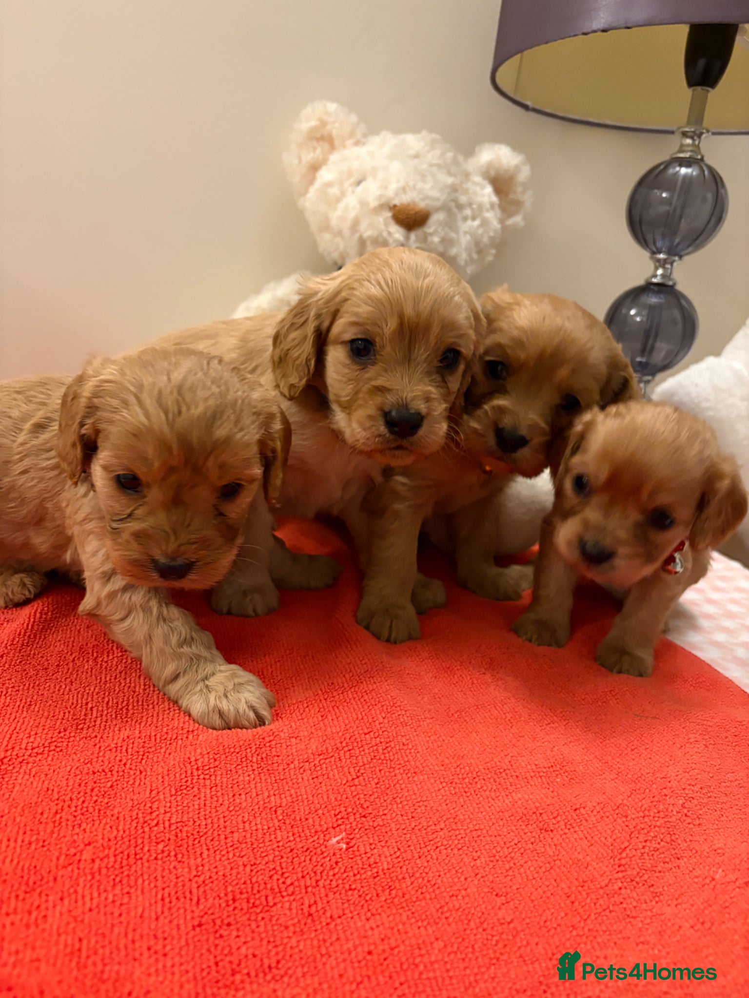 Cavapoo dogs Adorable Cavapoo - Advert 2